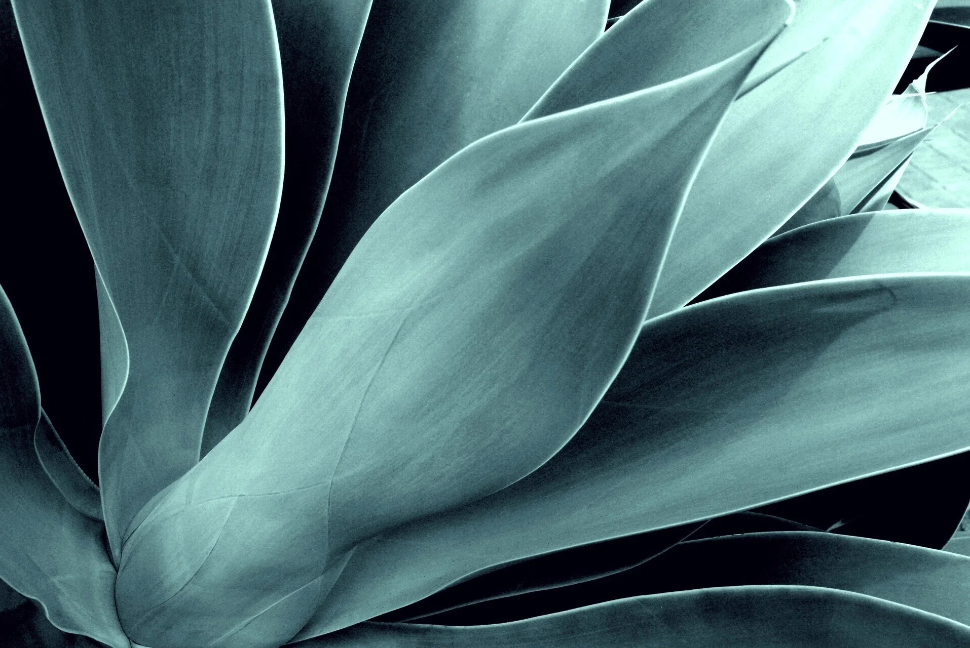 AGAVE ARTISTS