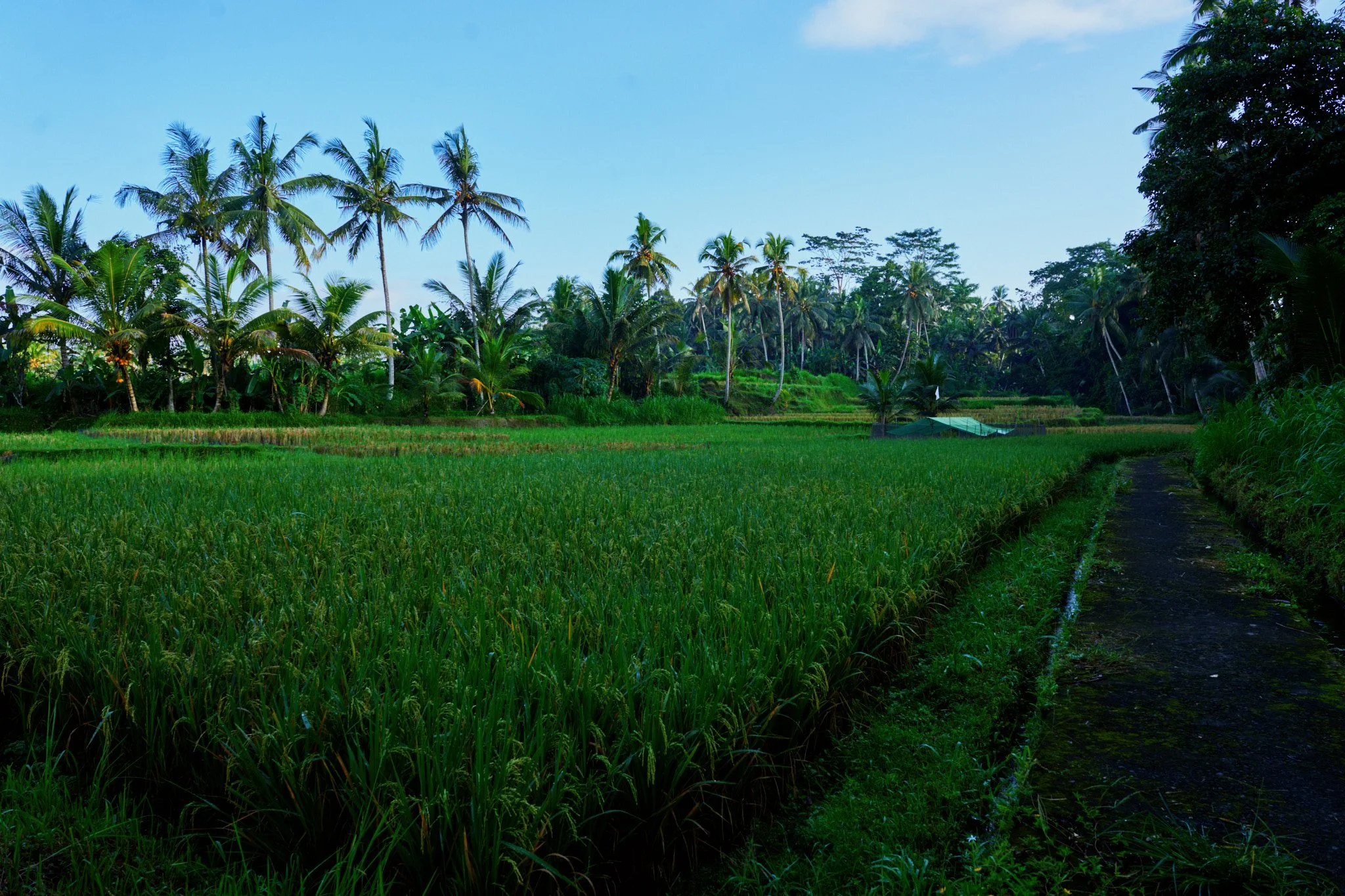 Ron Chau-May 20 2024-_A7V0963.jpg