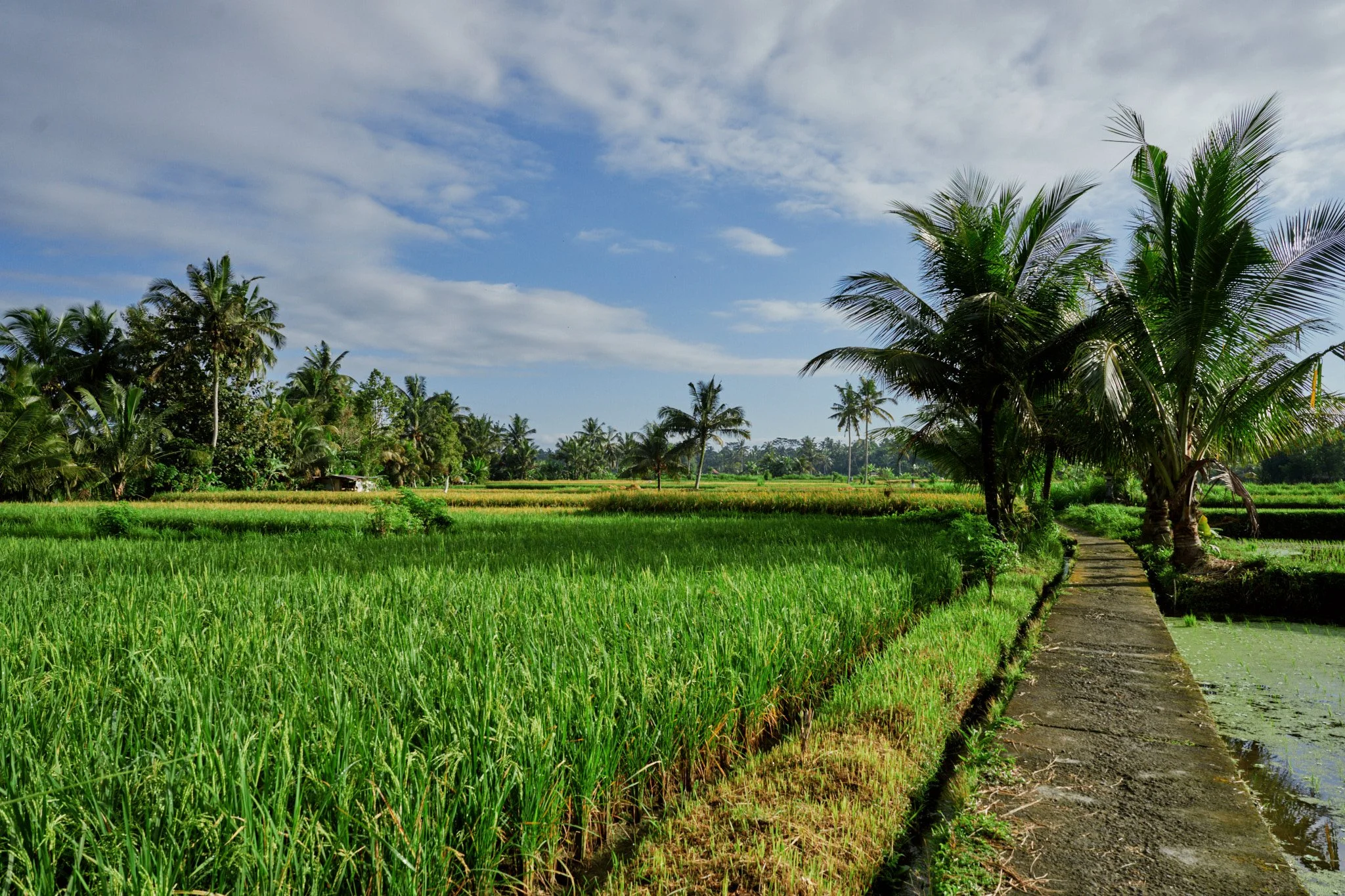 Ron Chau-May 20 2024-_A7V1031.jpg