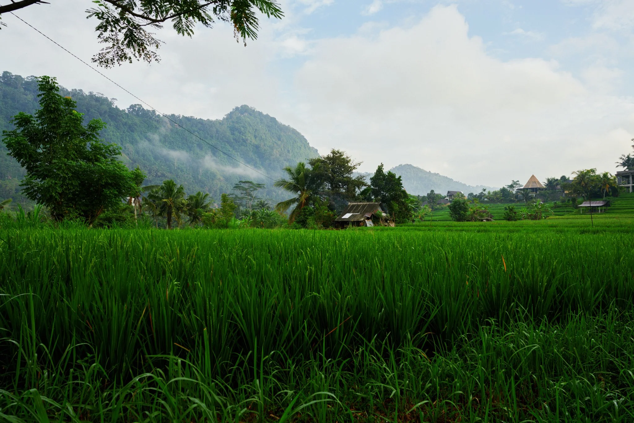 Ron Chau-May 24 2024-_A7V1501.jpg