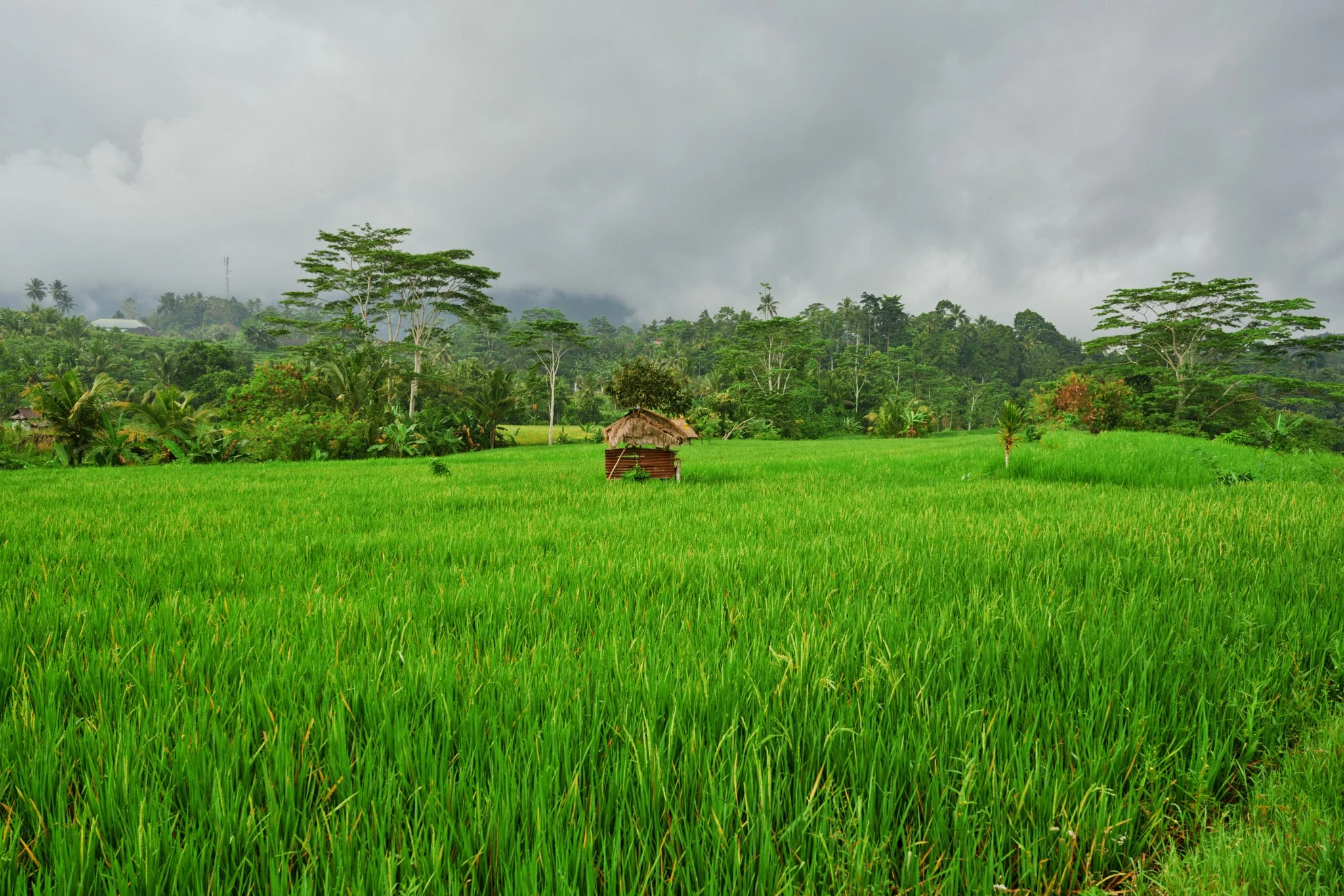 Ron Chau-May 24 2024-_A7V1511.jpg