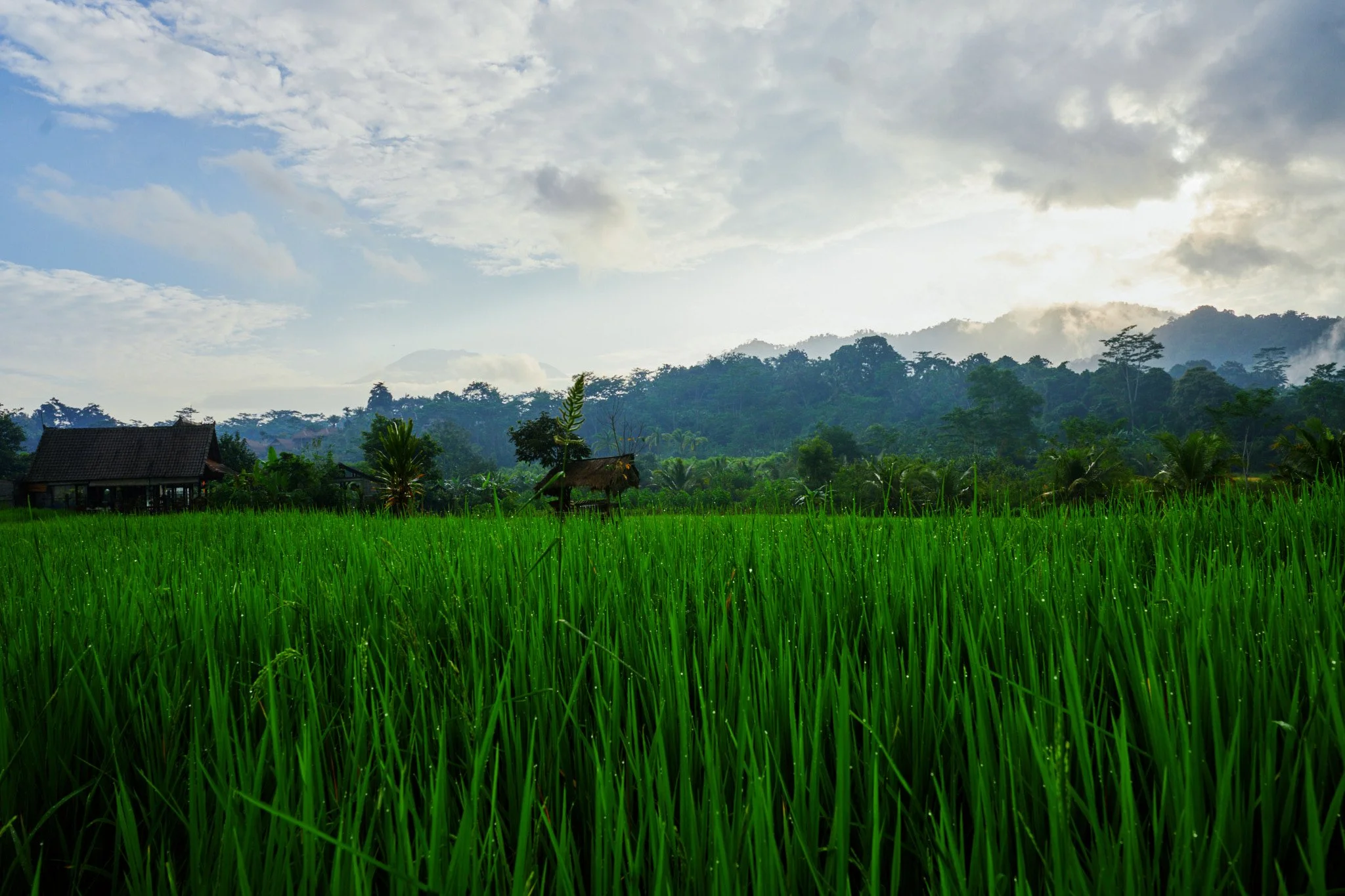 Ron Chau-May 24 2024-_A7V1518.jpg