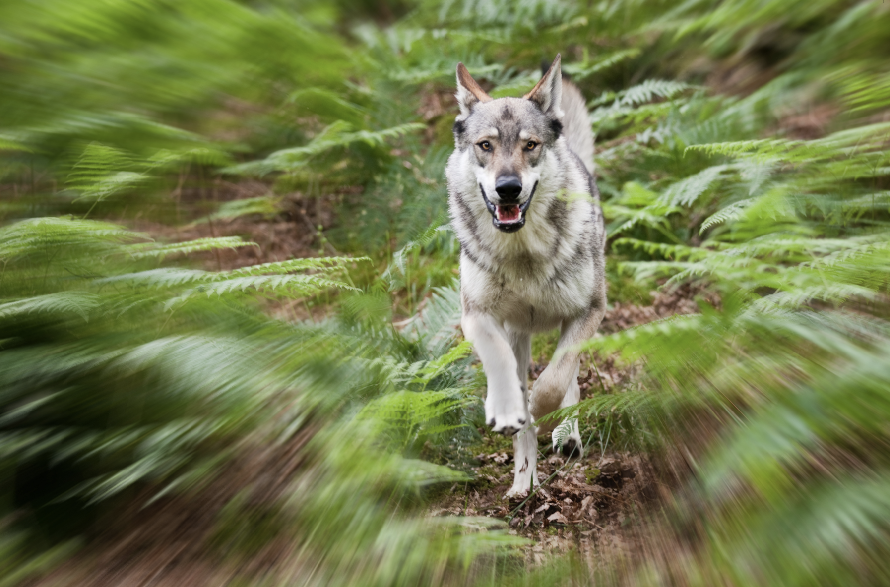 Go walking with wolves in the Lake District £95 