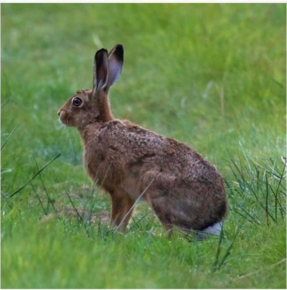 A brown hare returns