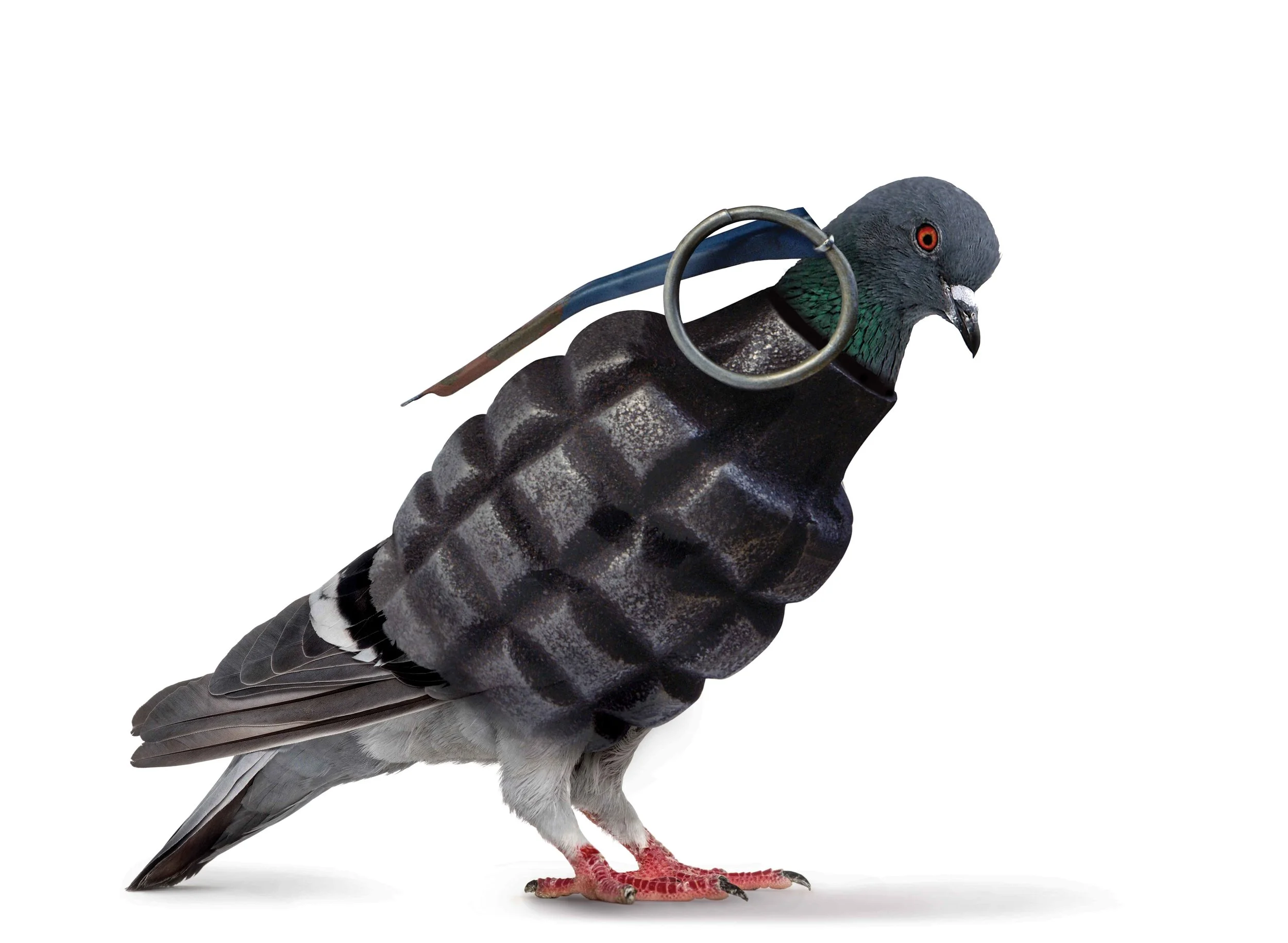 GrenadePigeon_IFS_2018_HB3_sm.jpg