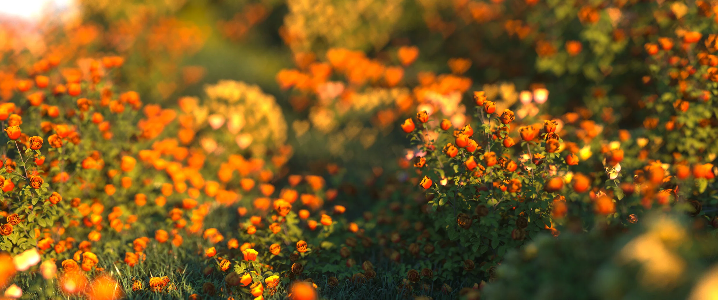 rosebushes1_.jpg