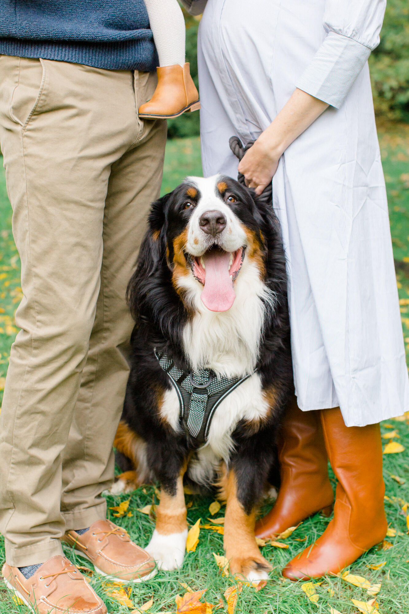 Bernese mountain dog at a Westchester Maternity Photography Session featured by top Westchester photographer, Jacqueline Clair
