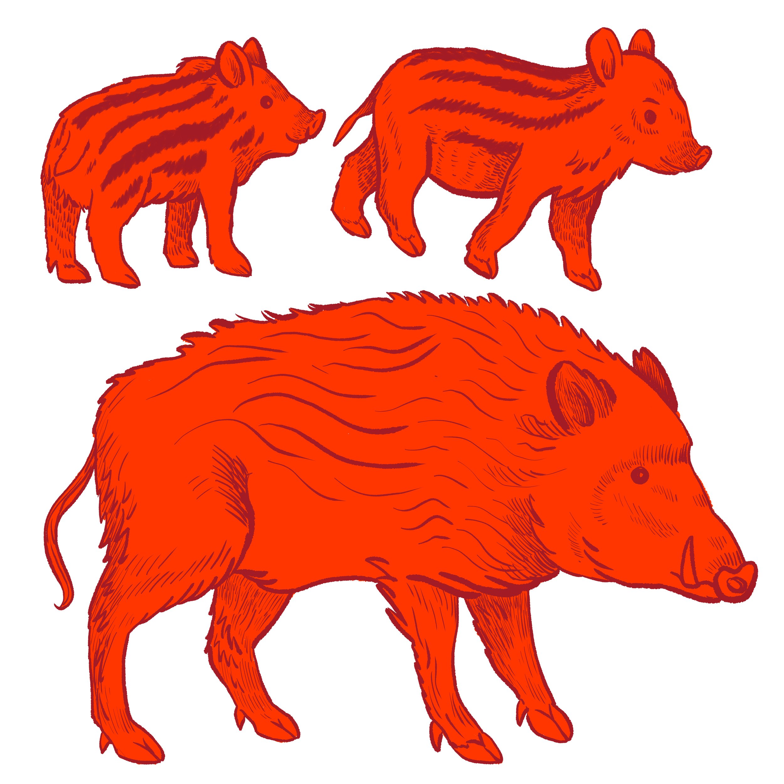 wild boar web.jpg