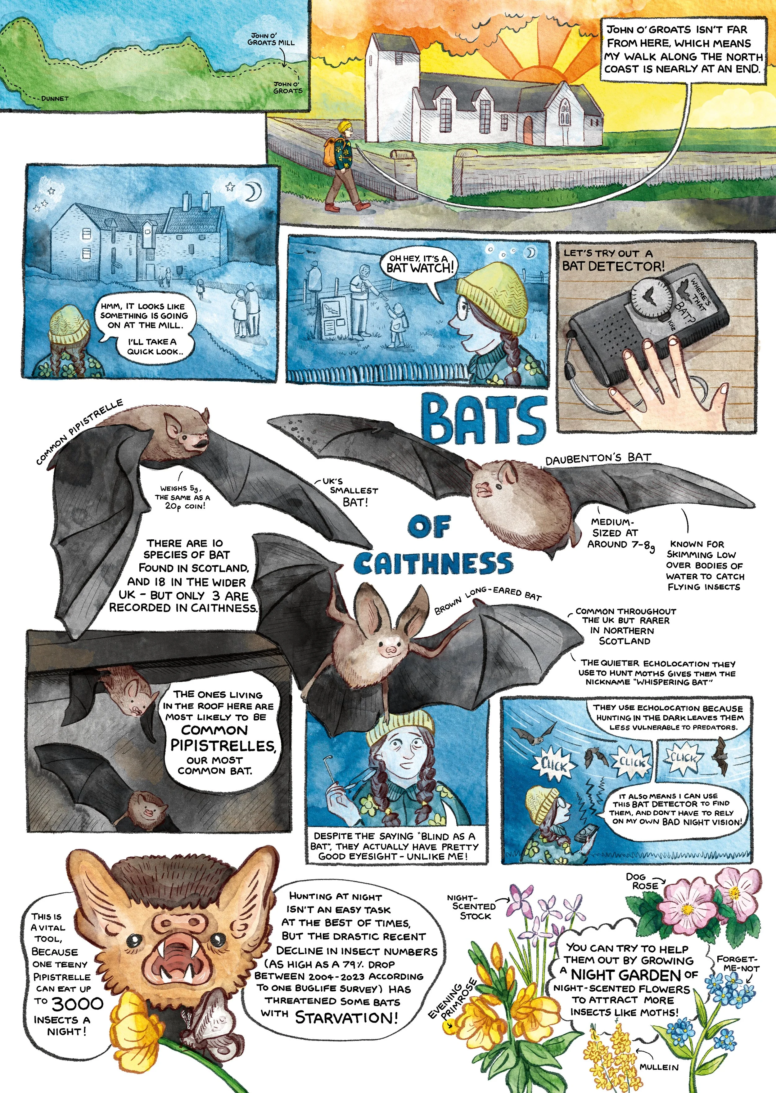 sote_colour_bat.jpg