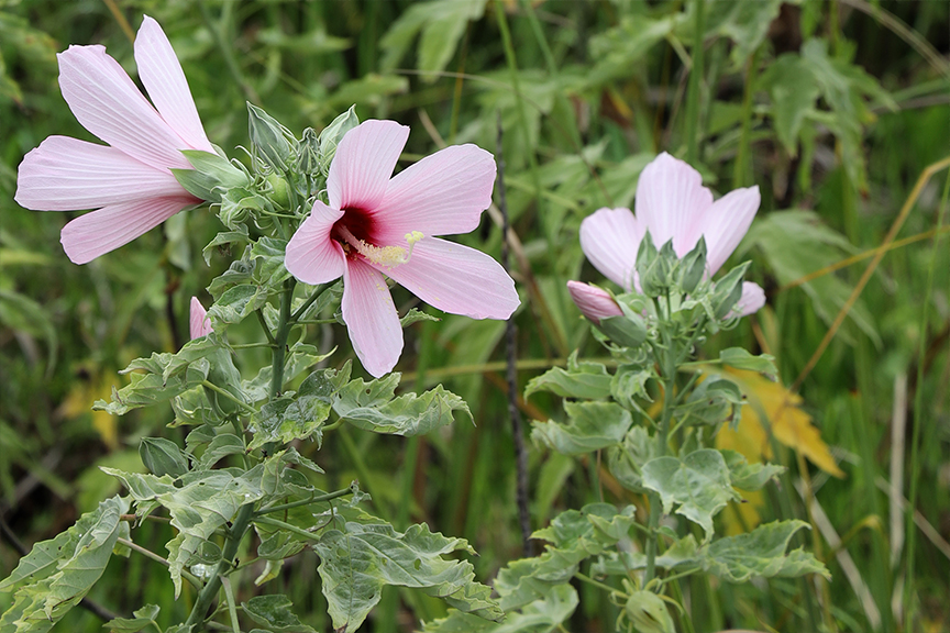 ringhaver-jacksonville-fl-hibiscus-010s.jpg