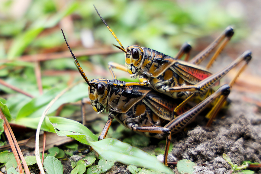 grasshopper_flordia-002s.jpg