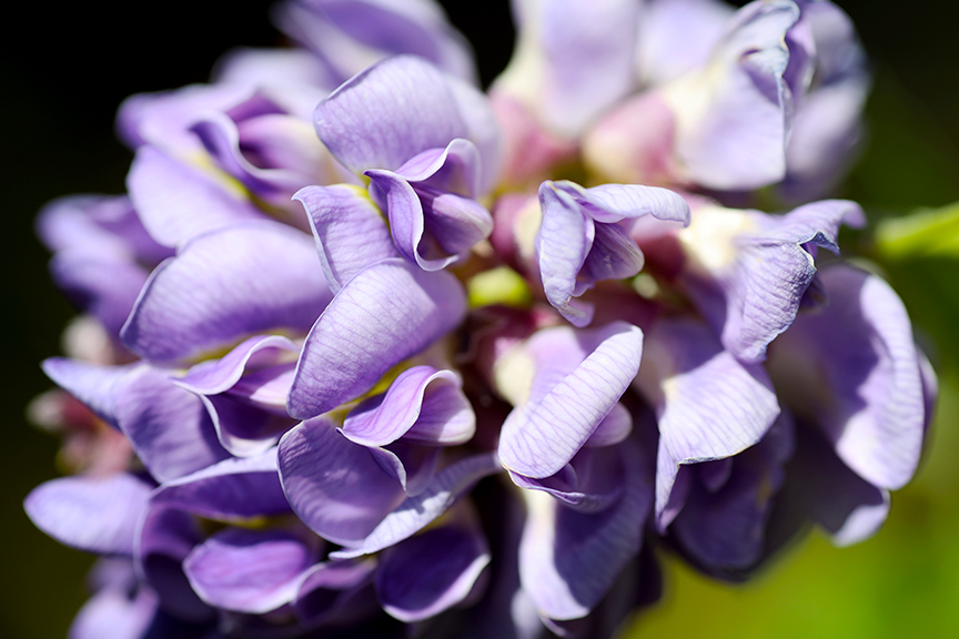 american-wisteria_flower_flordia-004s.jpg