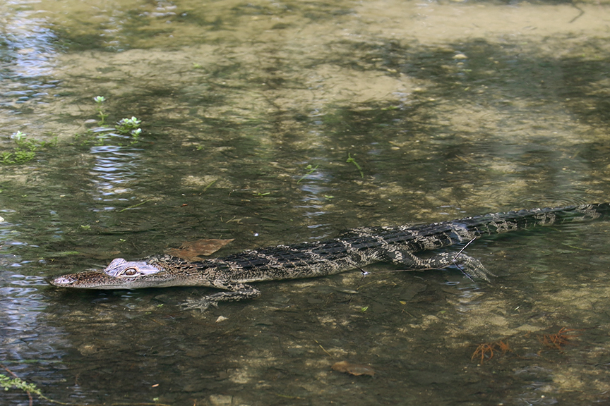 alligator_flordia-003s.jpg