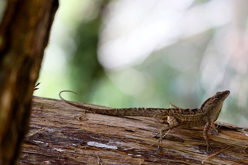 lizard_amelia_island_sp_flordia-001s.jpg