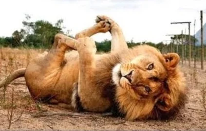 The Safari Park / Wild Animal Park