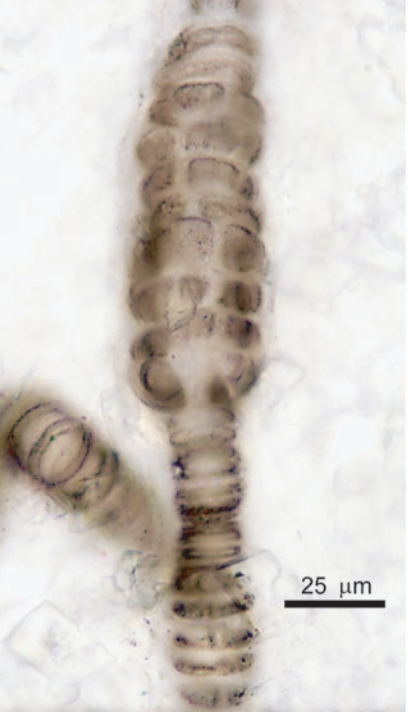 Ch6_Splash_Fossil.png