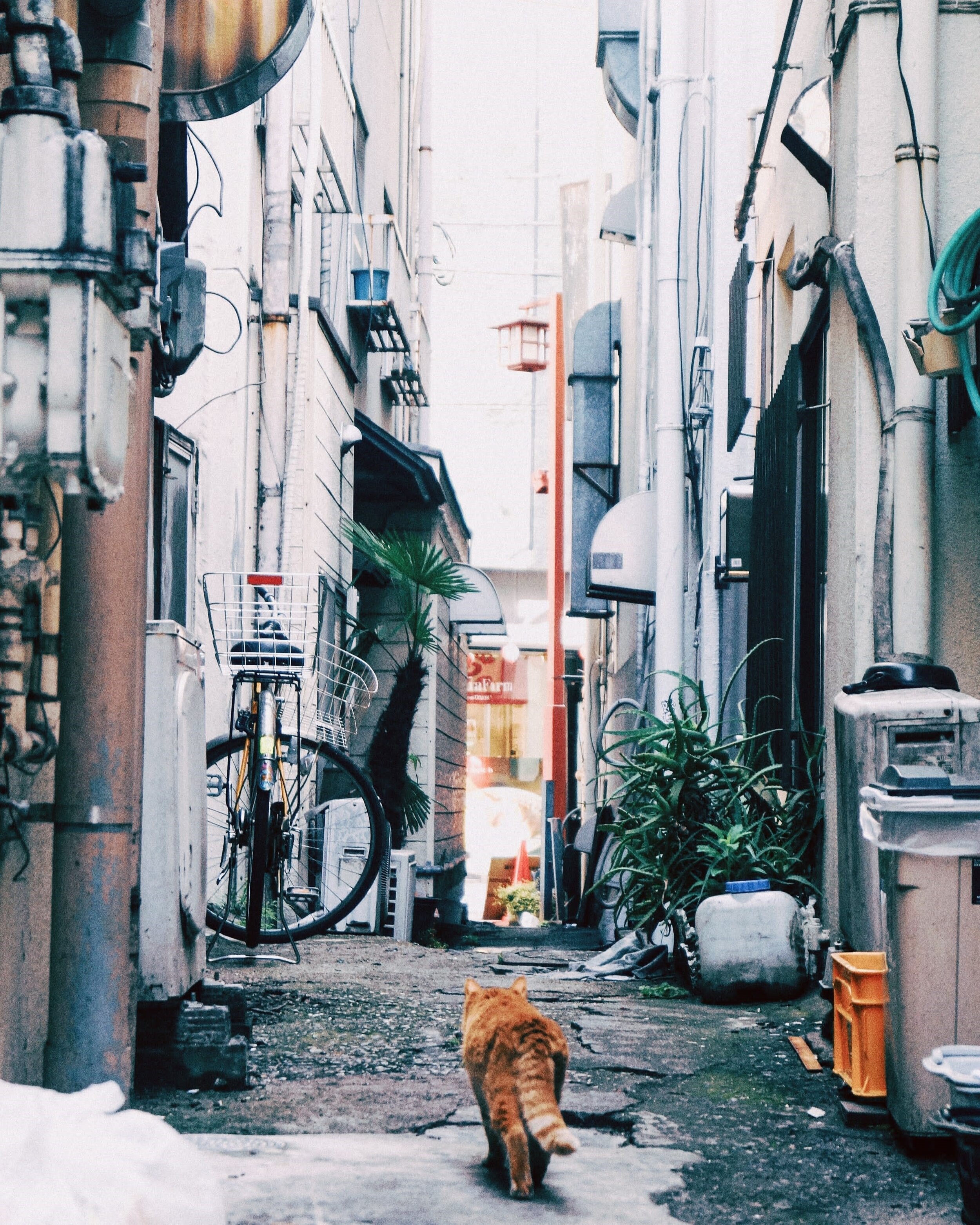 Cat strolling the streets of Tokyo, Japan