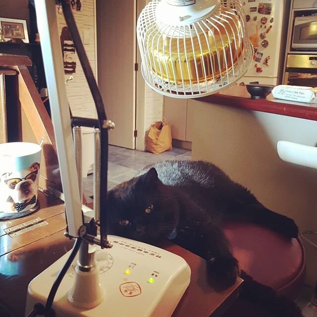 Oogie living his best life 😻 Quite enjoying using Mums heatlamp 😉 Unashamedly yes he is indeed one spoilt Kitty 🤷&zwj;♀️
#catlife #catheatlamp #catsofinstagram #catslivingtheirbestlife #happypets #happycat #cameobulldogmug #britishshorthaircat