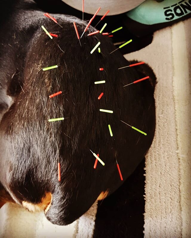 Extremely well behaved Doggo looking like a bit of a pin cushion 🐶🐾 #dogacupuncture #animalacupuncturist #veterinaryacupuncturist #acupuncture #holisticpets #naturalremediesfordogs #dogs #dogsofinstagram