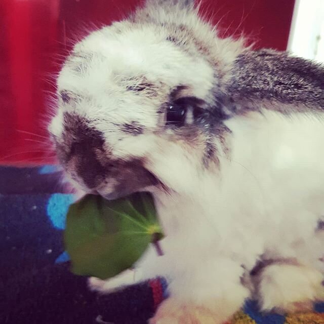 Frank sampling some New Zealand Native Kawakawa 🐇
This phenomenal herb has so many medicinal benefits: Supports digestion, stimulates circulation, is a blood tonic &amp; strengthens the immune system 🙌 It is a herbal powerhouse! 🐾 #rabbits #rabbit