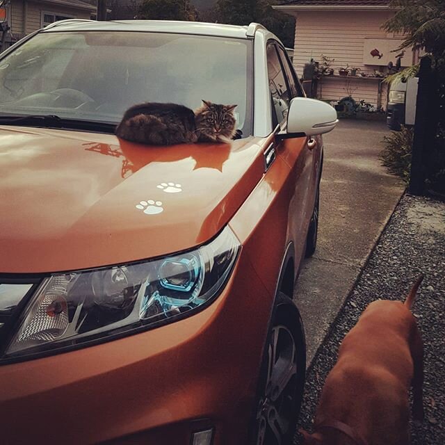On International bring your dog to work day, I wasn't in a position to bring my own dog- however a clients cat seemed to have taken ownership of my car 😹 Cats have an astute sense of drawing to what they now is beneficial for them 😉🐾🐾
#cats #catb