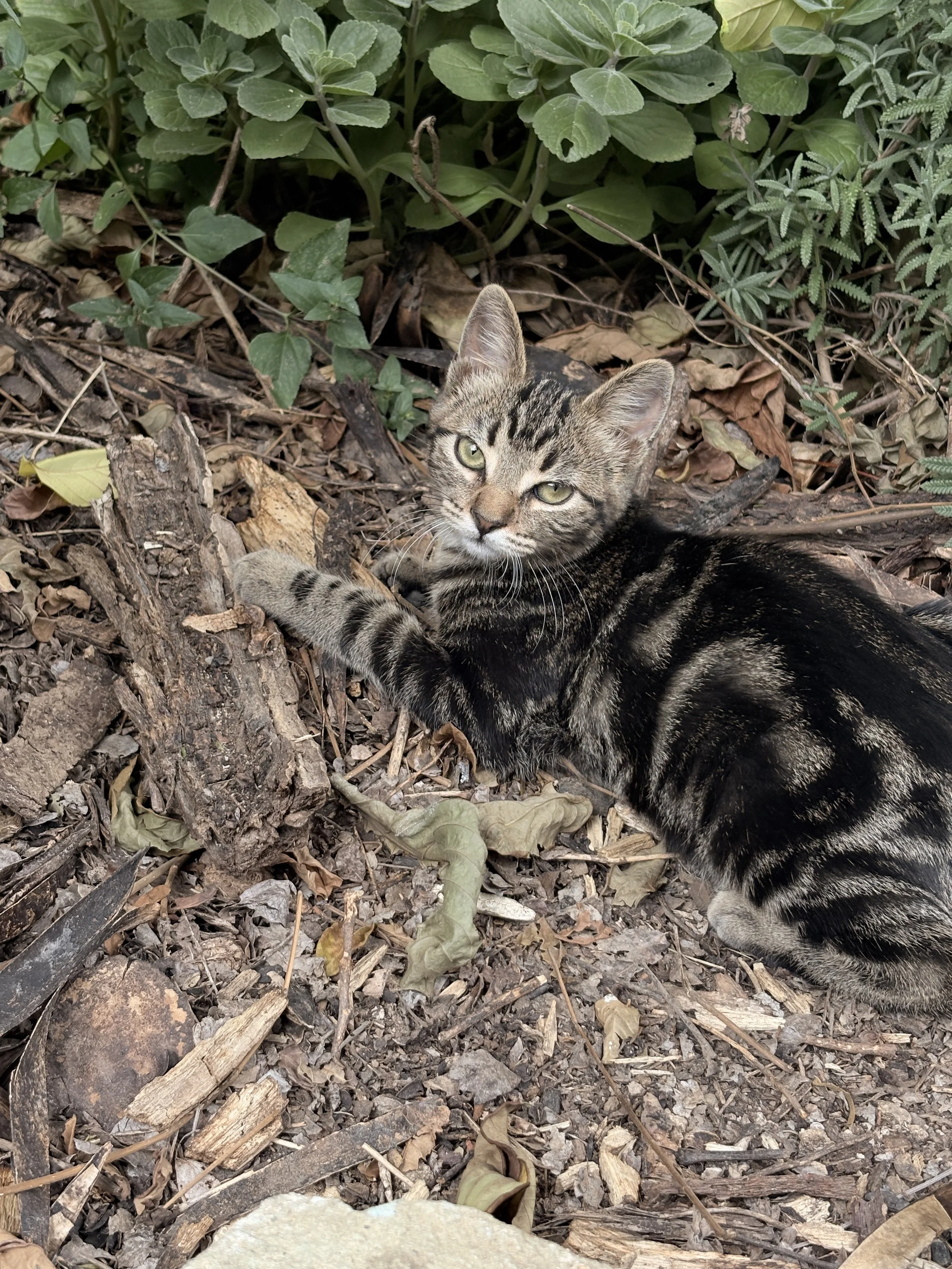 A young tabby cat lying on the ground among dry leaves, twigs, and soil, partially hidden by green plants and foliage.
