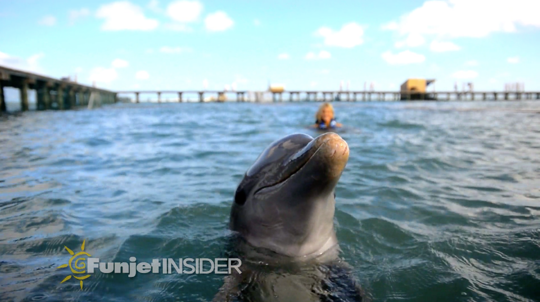 Dolphin Explorer