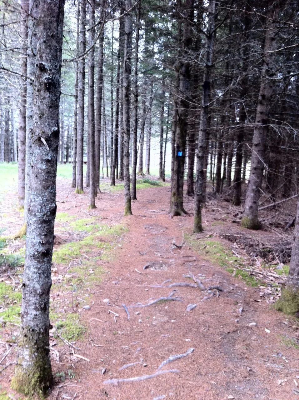 trail-through-pine.jpeg