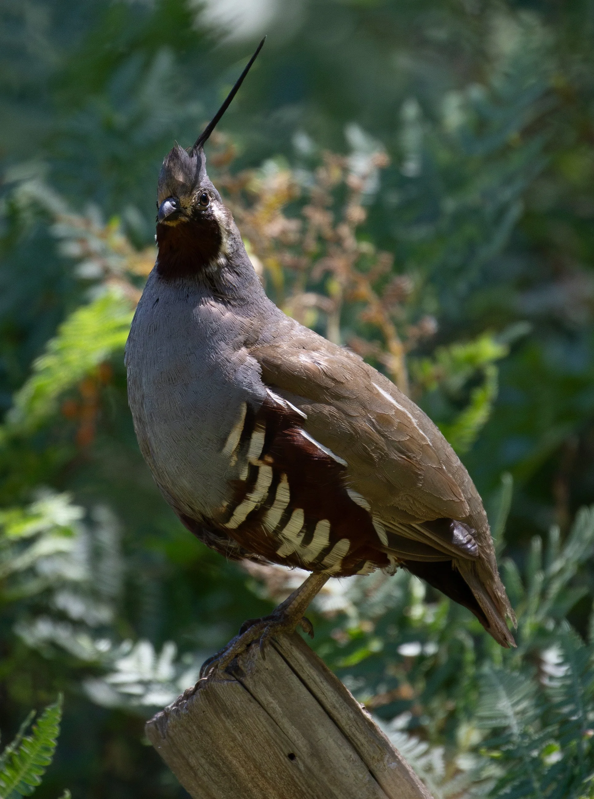 Mountain Quail |
 King's Canyon National Park |
 2026