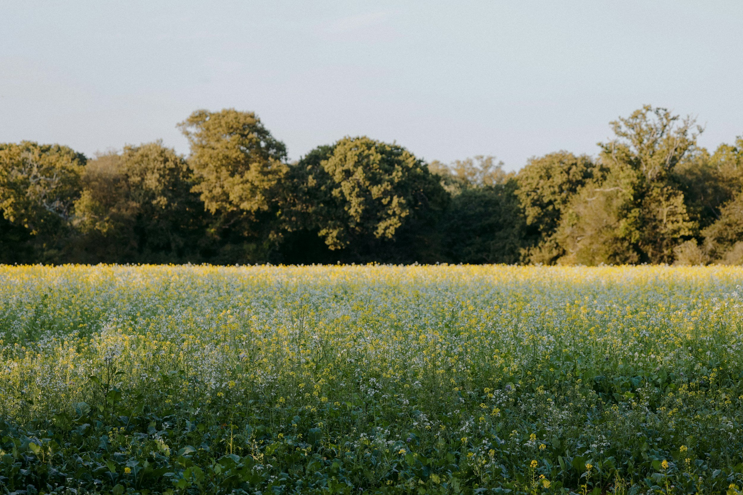 unsplash-image-wiB9EUM5LKQ.jpg