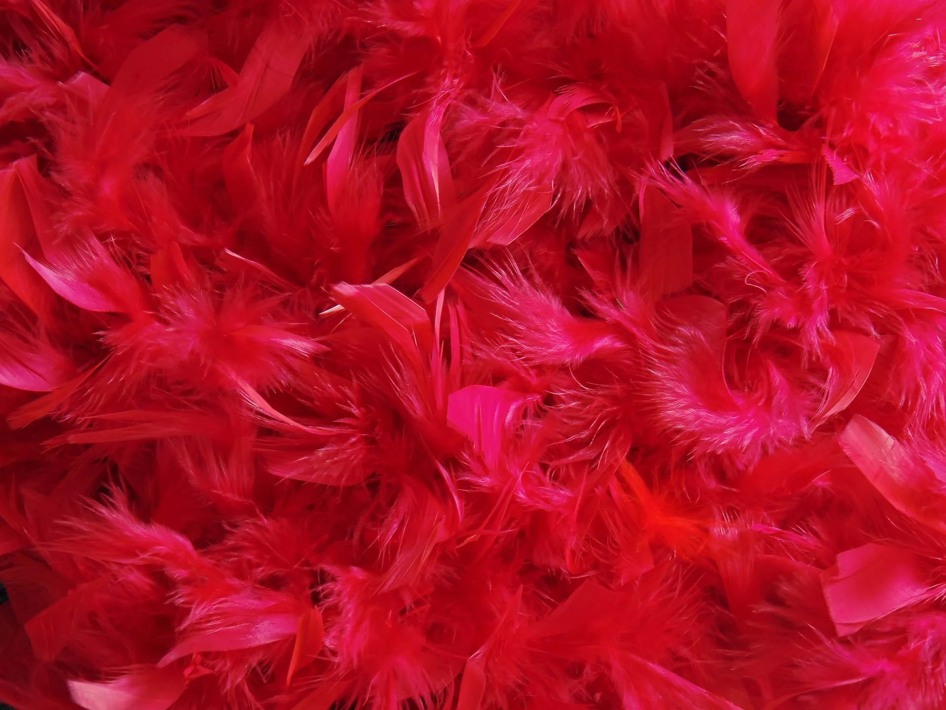 feathers-2761235_1920.jpg