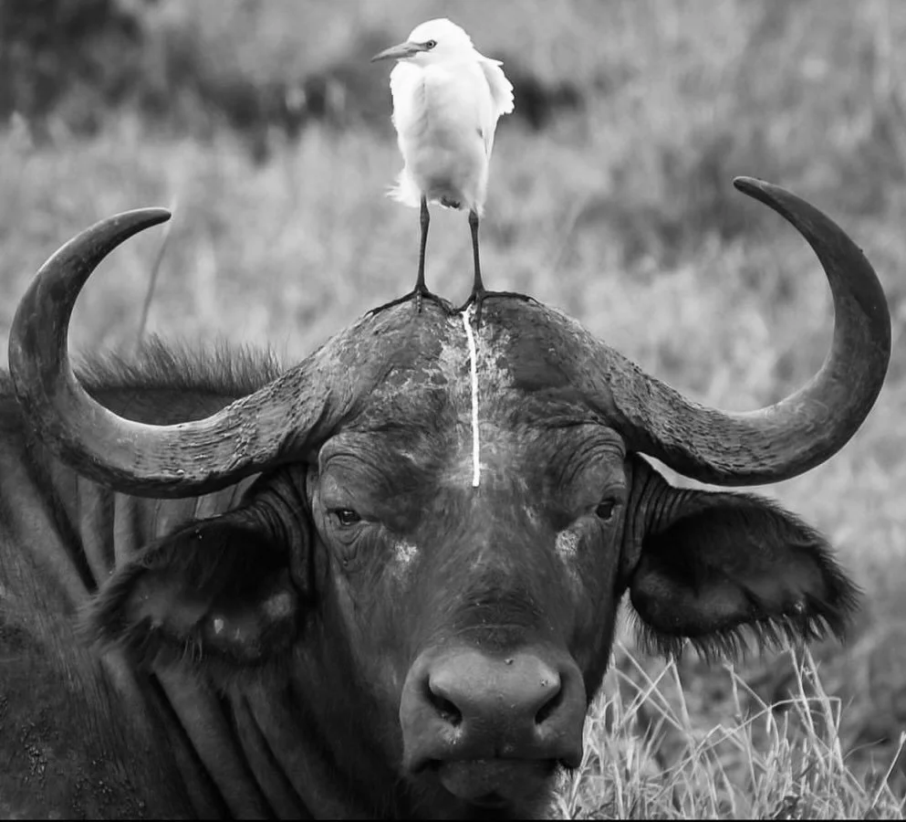 .
&ldquo;Head Shot&rdquo; - A portrait of a Buffalo and a Cattle Egret
📷 @tomstablesphotography