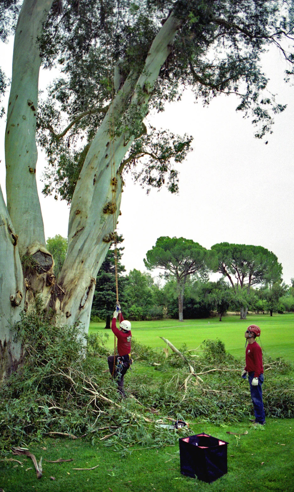 STC-Tree-Care-Sacramento-03.jpg