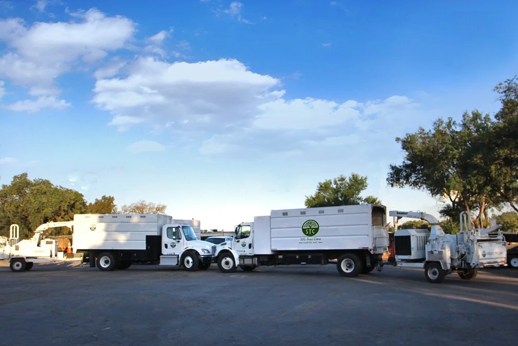 STC-Tree-Care-Sacramento-bot.jpg