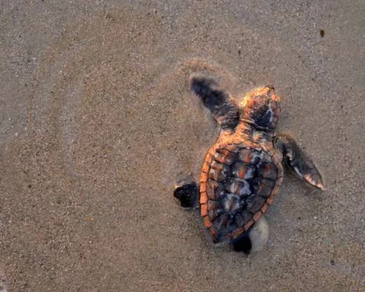 190715 TURTLE SEASON.jpg