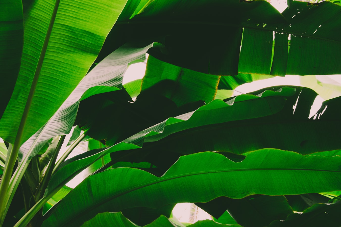 Costa Rica Spring 2016