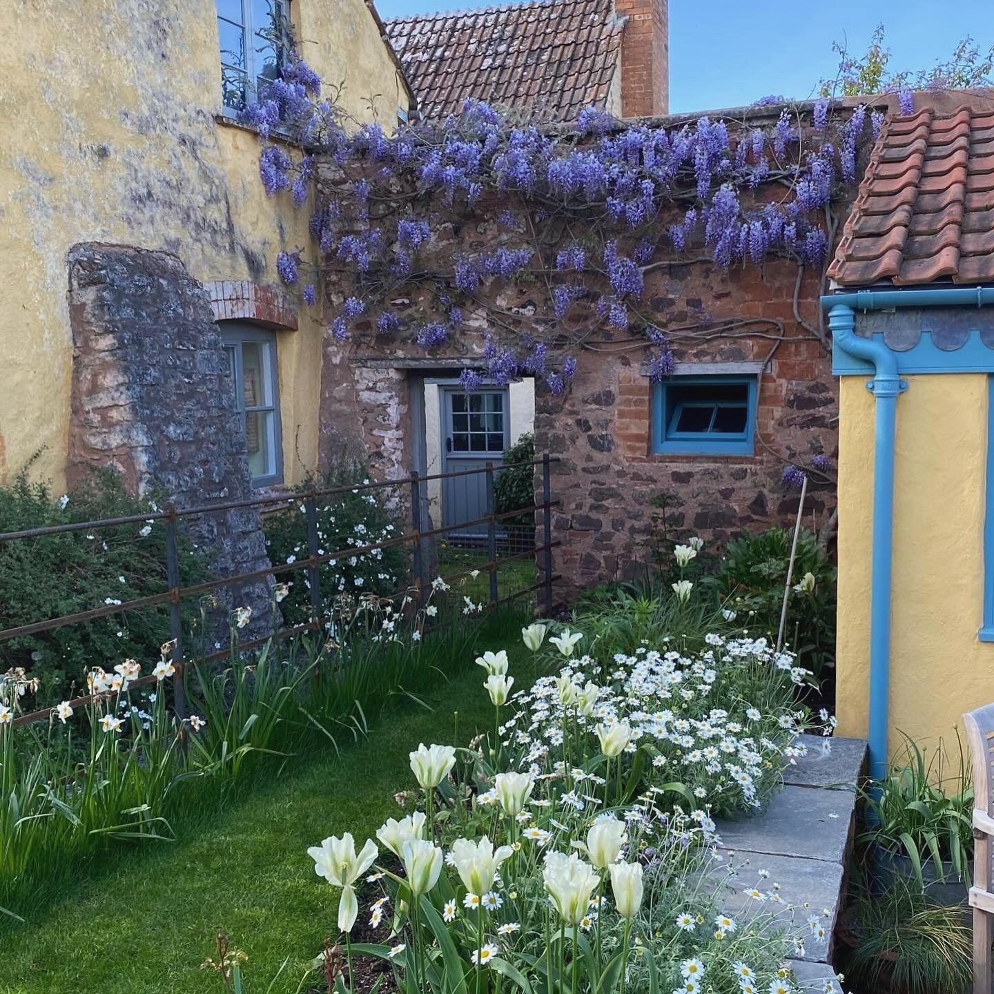 Last year at the pottery garden. Spring green tulips and wisteria looking 🫶🏼. This year everything seems to be out of whack timing wise with the tulips and daffies all over the place. But the alliums, perennials and biennials are bulking up nicely 