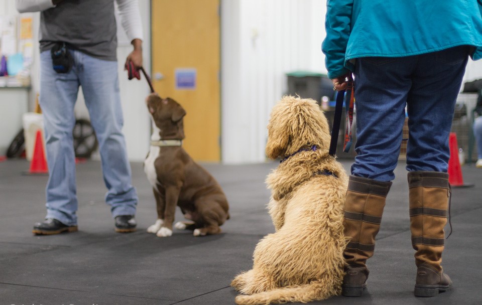 puppy training services