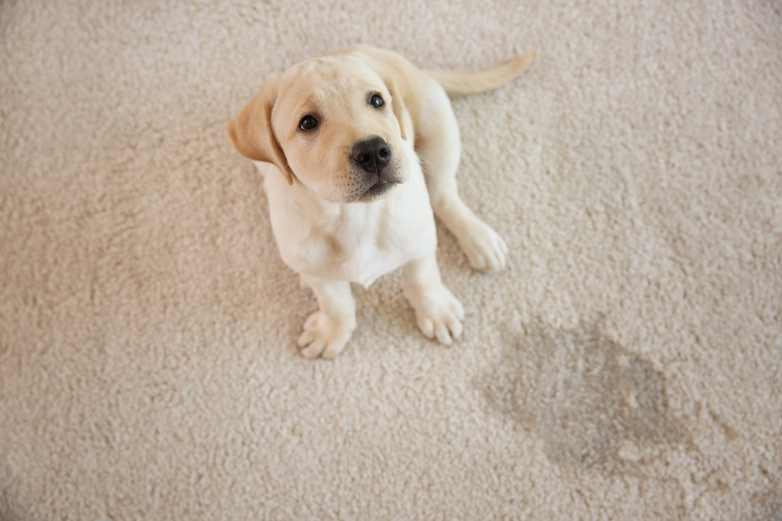 PuppyHouseTraining.jpeg