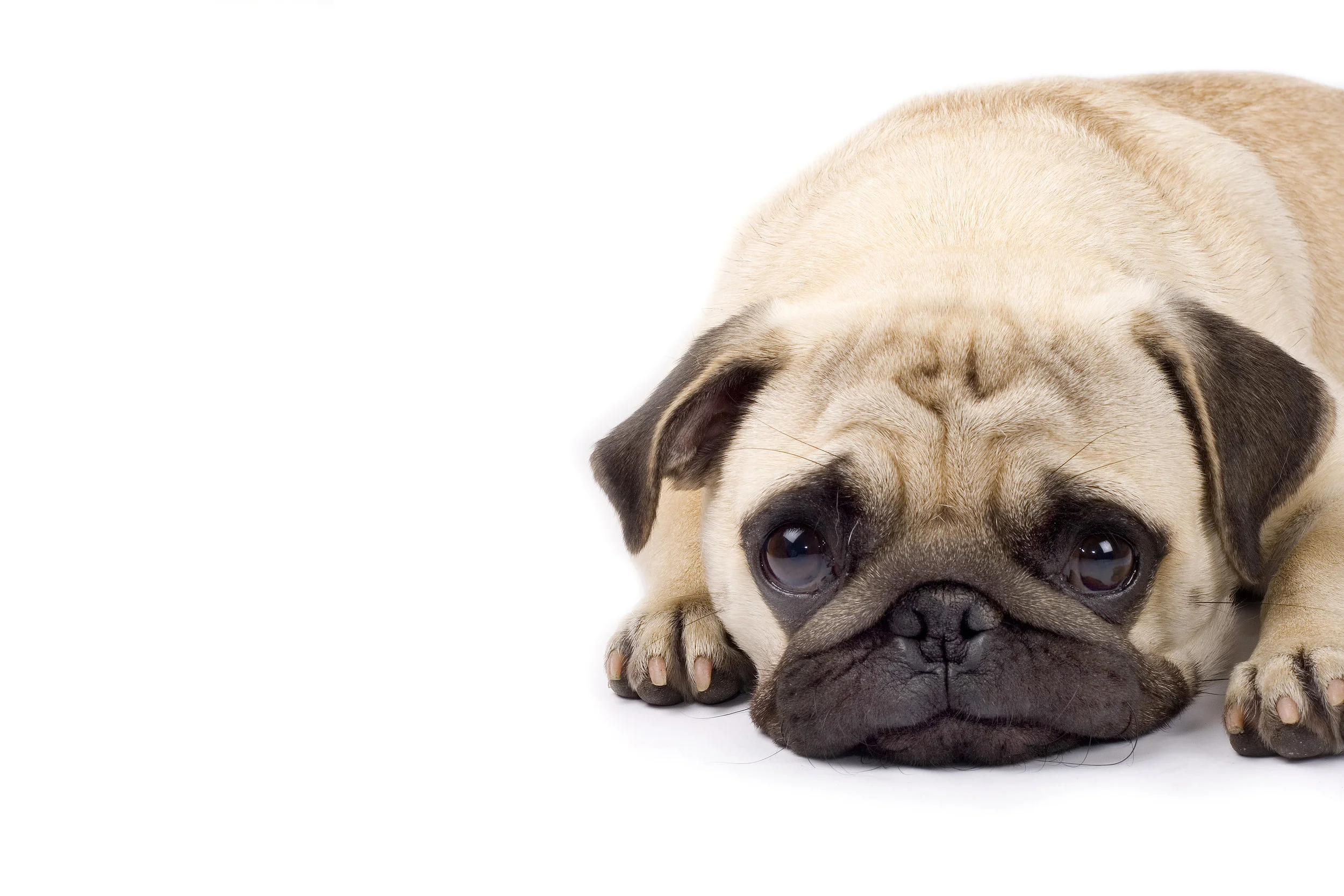 SadPugDog.jpeg