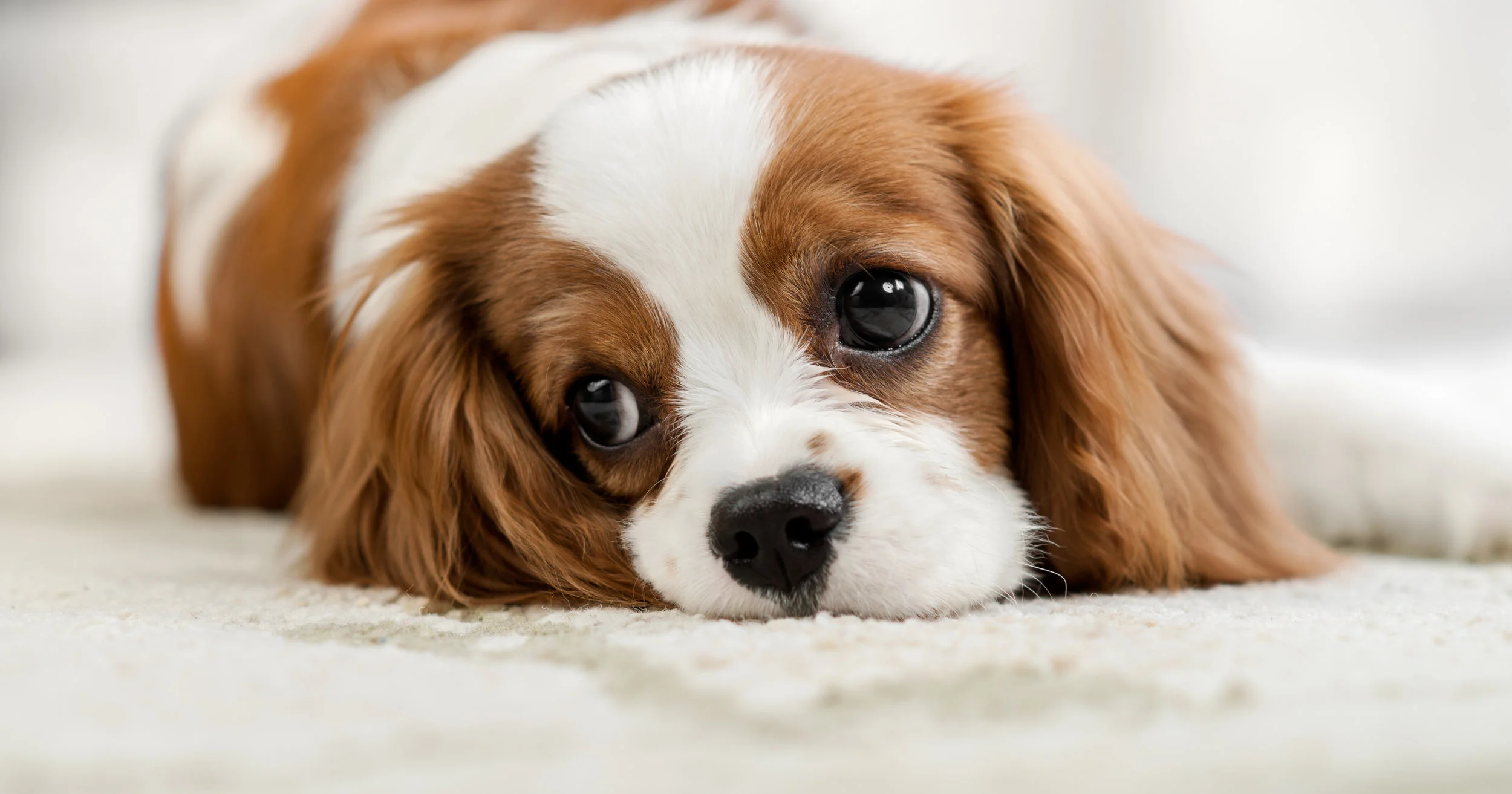 SadPuppy.jpeg
