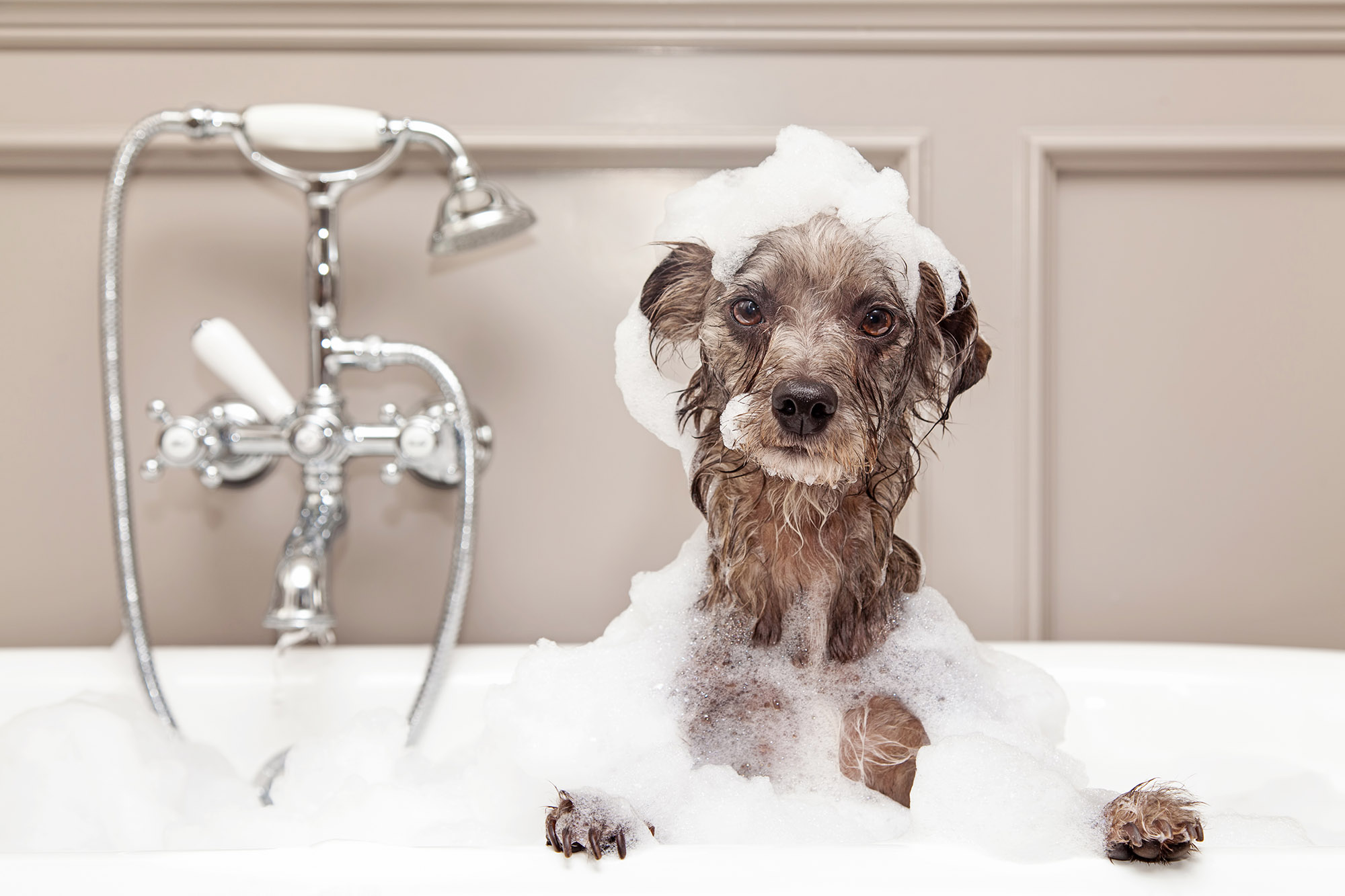 Dog Grooming in London | Pets in the City | Dog Care Services London