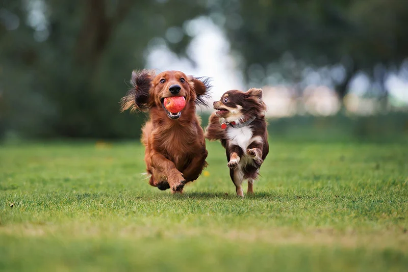 Dog Boarding At Our Luxury Dog Hotel Pets In The City Dog Care