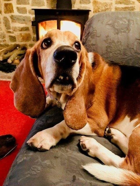 Babas on sofa in Dorset.jpg