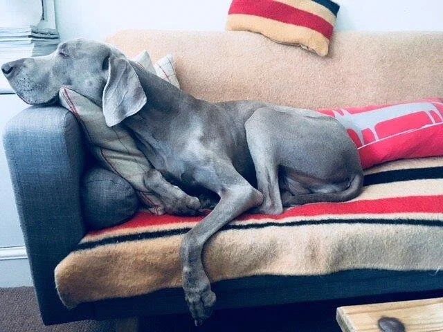 Bess on Sofa.jpg