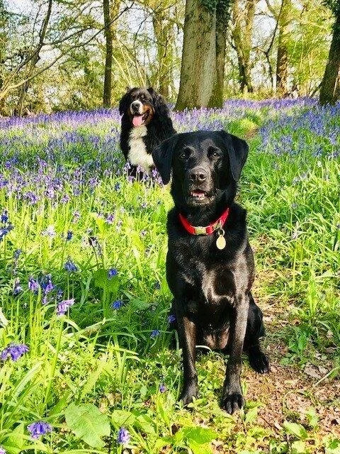 Doggies in bluebell woods.jpg