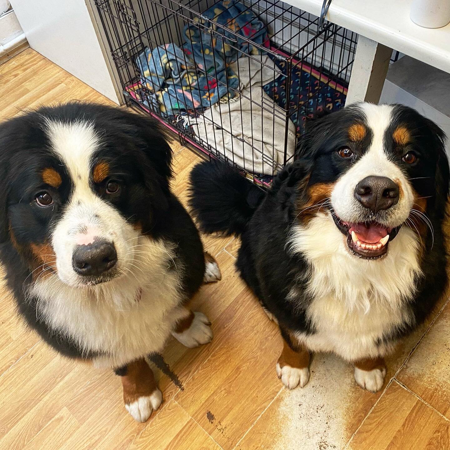 Gigi and Vida happy after their pamper session 💅🏻 #dogsofinstagram #dog #dogsinlondon #doggroominglondon #doggroomerlondon #doggydaycare #doggylove #doggygram