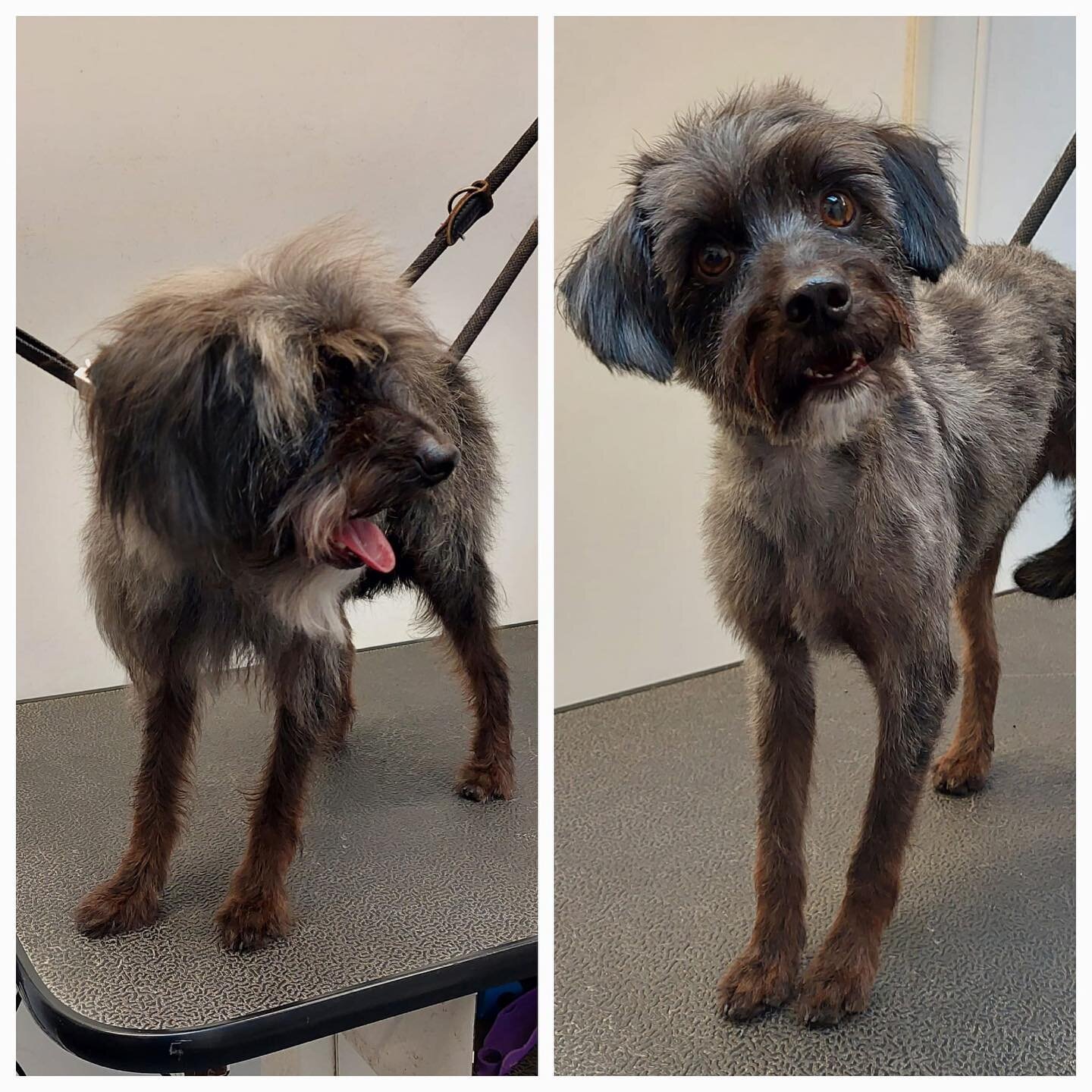 Grooming transformation pictures 💅🏻 #dogsofinstagram #dog #dogsinlondon #dogsukofinstagram #doggroominglondon #doggroomersuk #dogwalkersofinstagram #dogwalkerlondon #doggydaycare #doggylove #doggygram