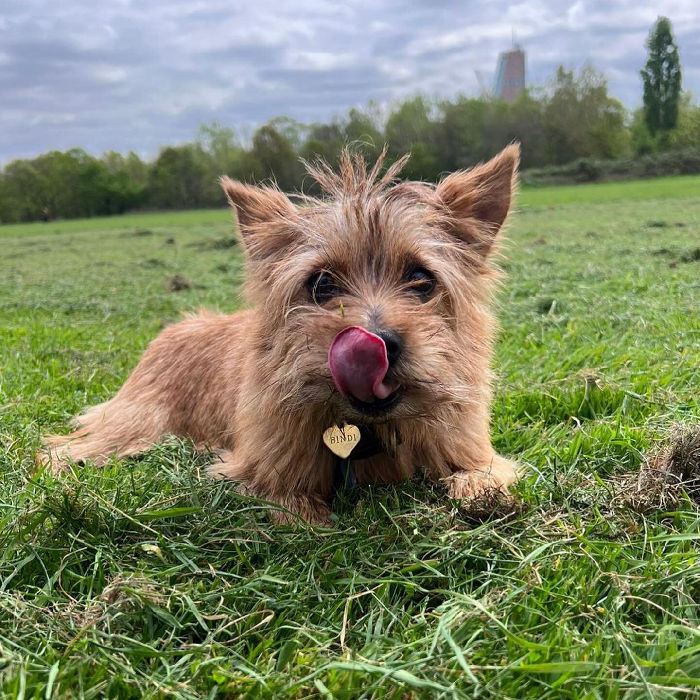 Freshly cut grass 💚 #dogsofinstagram #dog #dogsinlondon #dogwalkerlondon #dogsukofinstagram #doggydaycare #doggylove #doggygram #doggylife