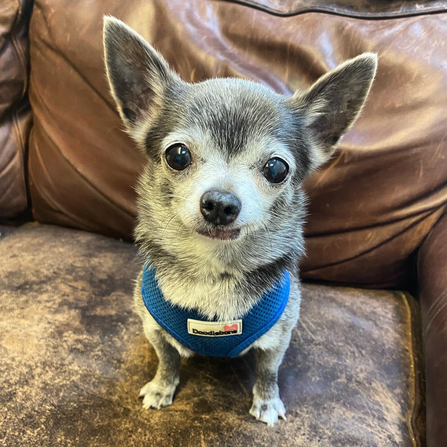 Popsicle 😍 #dogsofinstagram #dog #dogoftheday #dogsinlondon #dogsukofinstagram #dogsukofinstagram #dogwalkerlondon #chiahuahua #chihuahuasofinstagram #doggydaycare #doggylove #doggy #doggygram